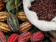 Davao cacao growers get post-harvest, biomass facilities