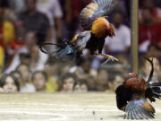 DoJ finds probable cause in case of missing cockfighters