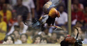 Prosecutors to look into motion to charge 39 others in case of missing cockfighters