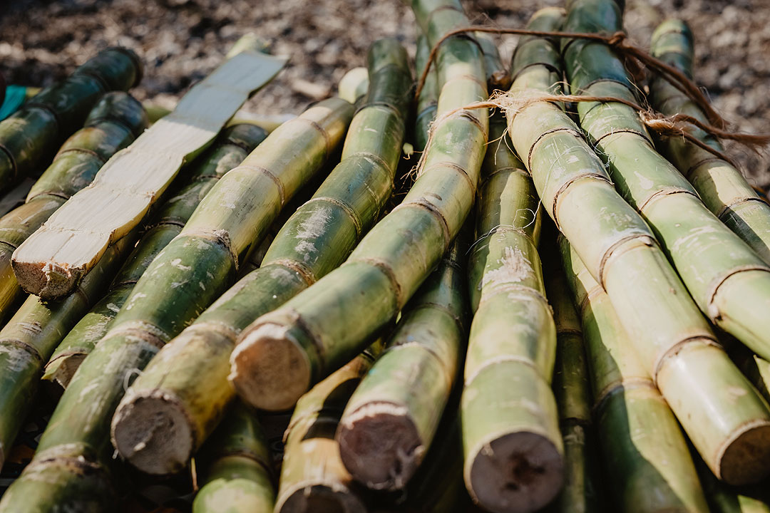 sugar-cane-unspalsh