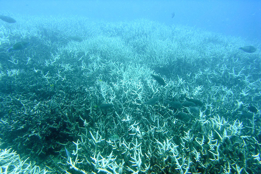 Bleachedcoral