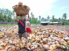 Capacity still main issue for coco industry after tariff break