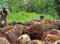 Indonesia secures 19% tariff deal with US, palm oil and other commodities exempt