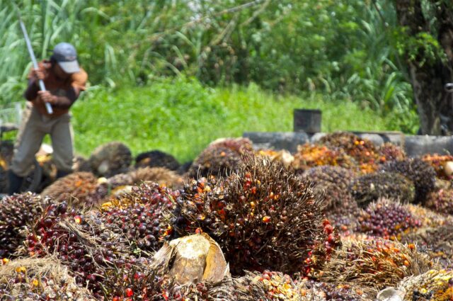 Palm Oil Fruit Harvest