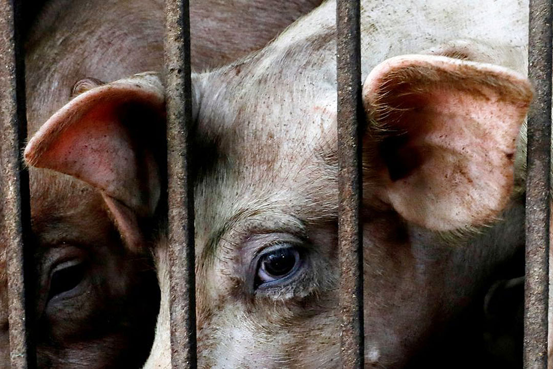 Pigs