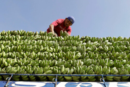 PHL banana exports estimated to have grown 26% in 2025