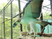 PEF needs P56M for new center to relocate Philippine eagles