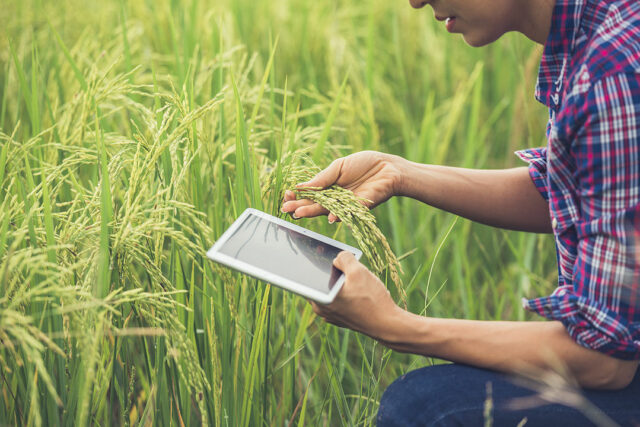 farmer-standing-rice-field-with-tablet