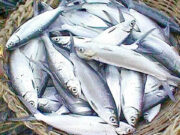 Bangus, galunggong production down, tilapia up in third quarter