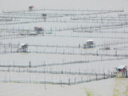 Marcos to head Agriculture dep’t