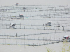 Agri output likely fell in Q3 led by fisheries; ASF concerns continue