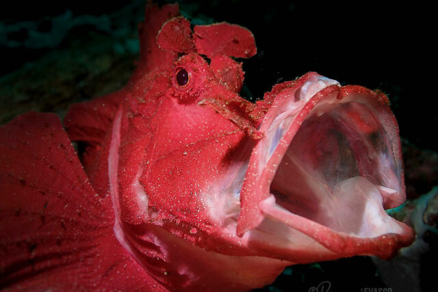 scorpion-fish-DENR-DAVAO-BAGANI-EVASCO