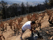Wildfire leaves sense of ‘total destruction,’ Spanish winemaker says