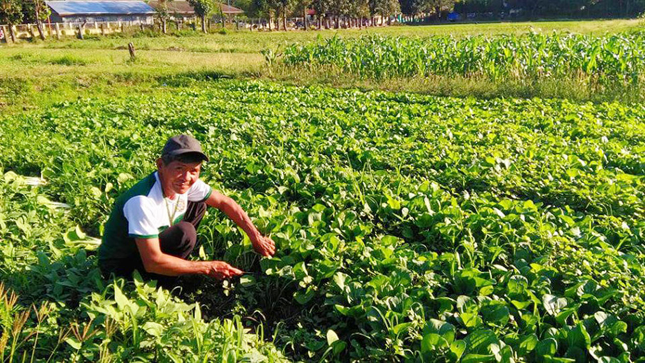 Farmer-vegetable-MMSU.EDU.PH