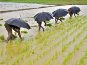 India monsoon to arrive early, brightening outlook for crops