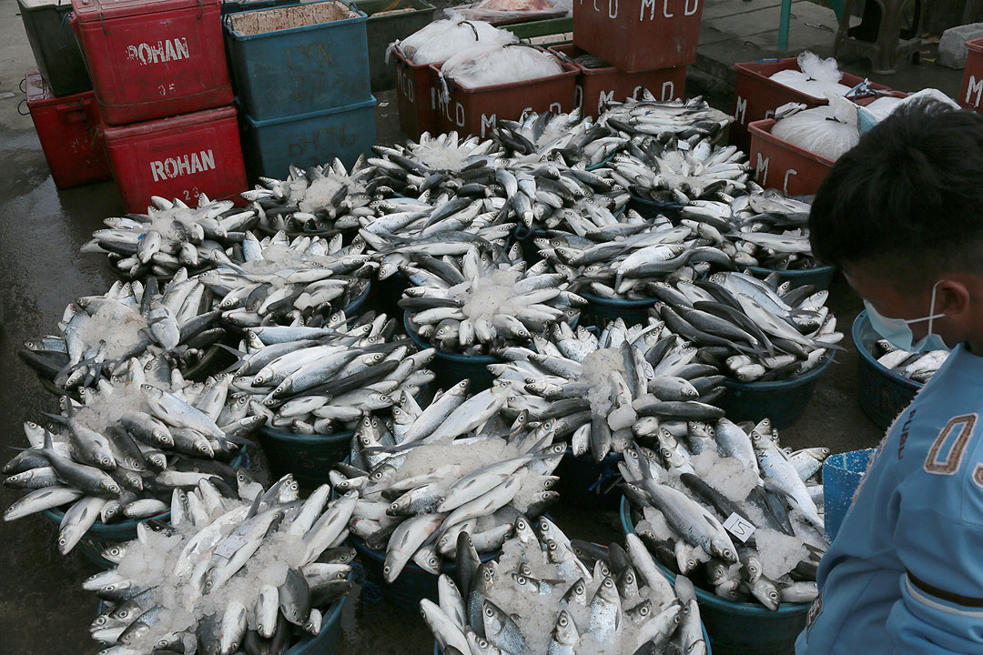 Navotas-fish-worker