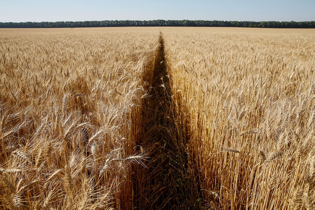 Ukraine-wheat field