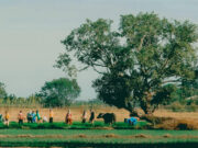 Lessons on agriculture I learned under Marcos Sr.