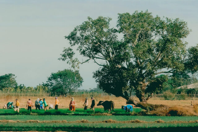 farmers