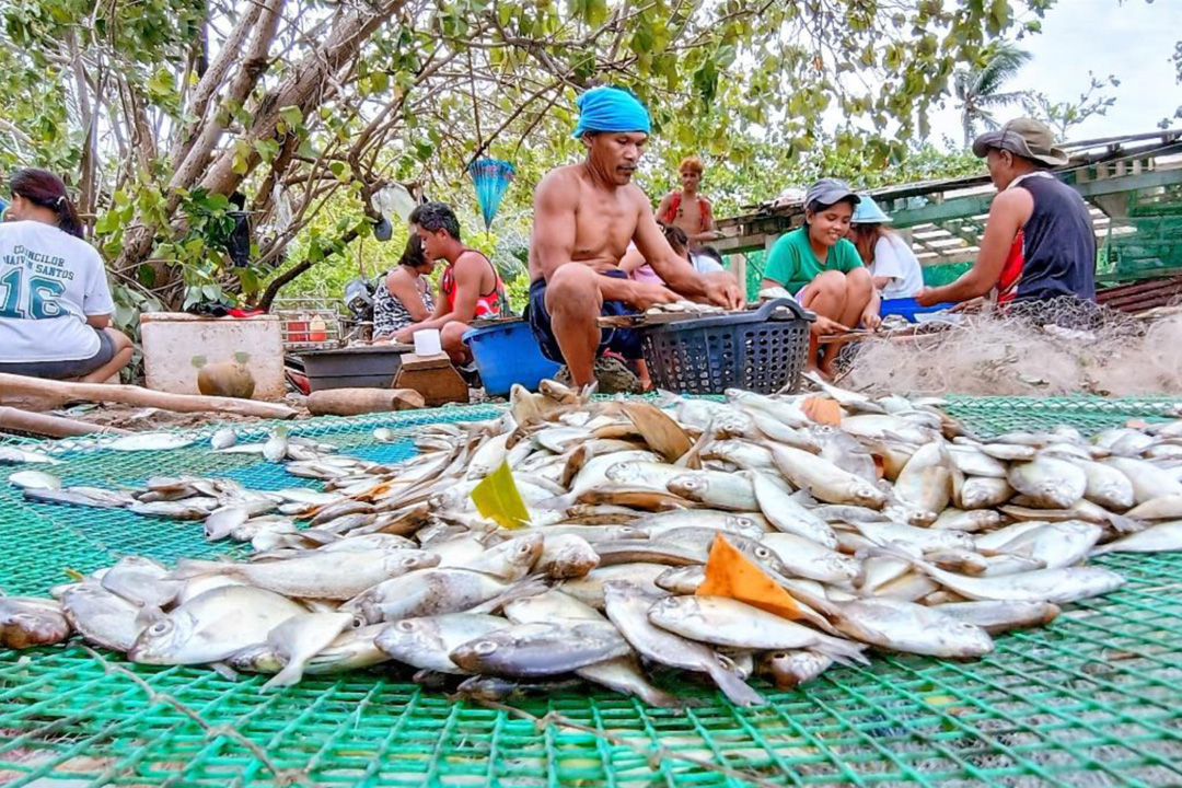 As food security issues weigh on the Philippines: Here is where fisheries  management might be headed - BusinessWorld Online