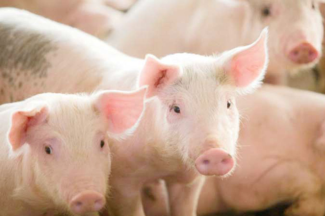 pigs-hogs-swine