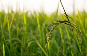 Marcos stakes his presidency on agriculture