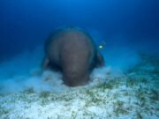 Gentle dugongs functionally extinct in Chinese waters – study