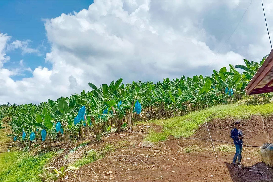 Banana-farm-maguindanao-BARMM-PIO