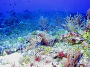 Ministers near global deal at landmark UN nature talks