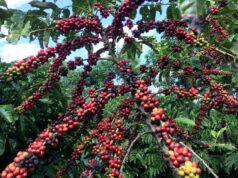 House measure seeks to reduce PHL dependence on imported coffee