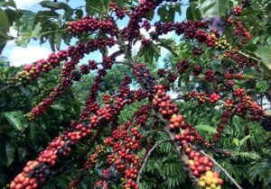 House measure seeks to reduce PHL dependence on imported coffee