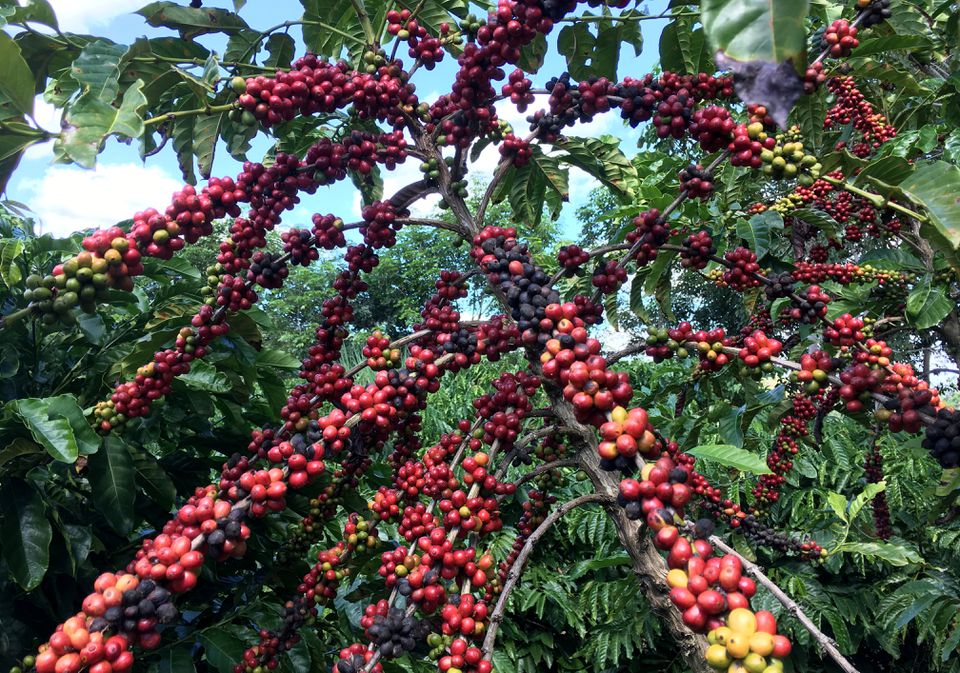 Brazil-robusta coffee fruits