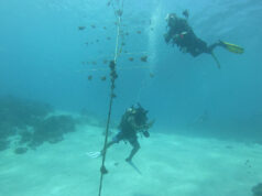 Maldives investigates if Italian divers went too deep in fatal cave dive