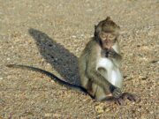 WHO vows nothing ‘ridiculous’ as public submits ideas to rename monkeypox