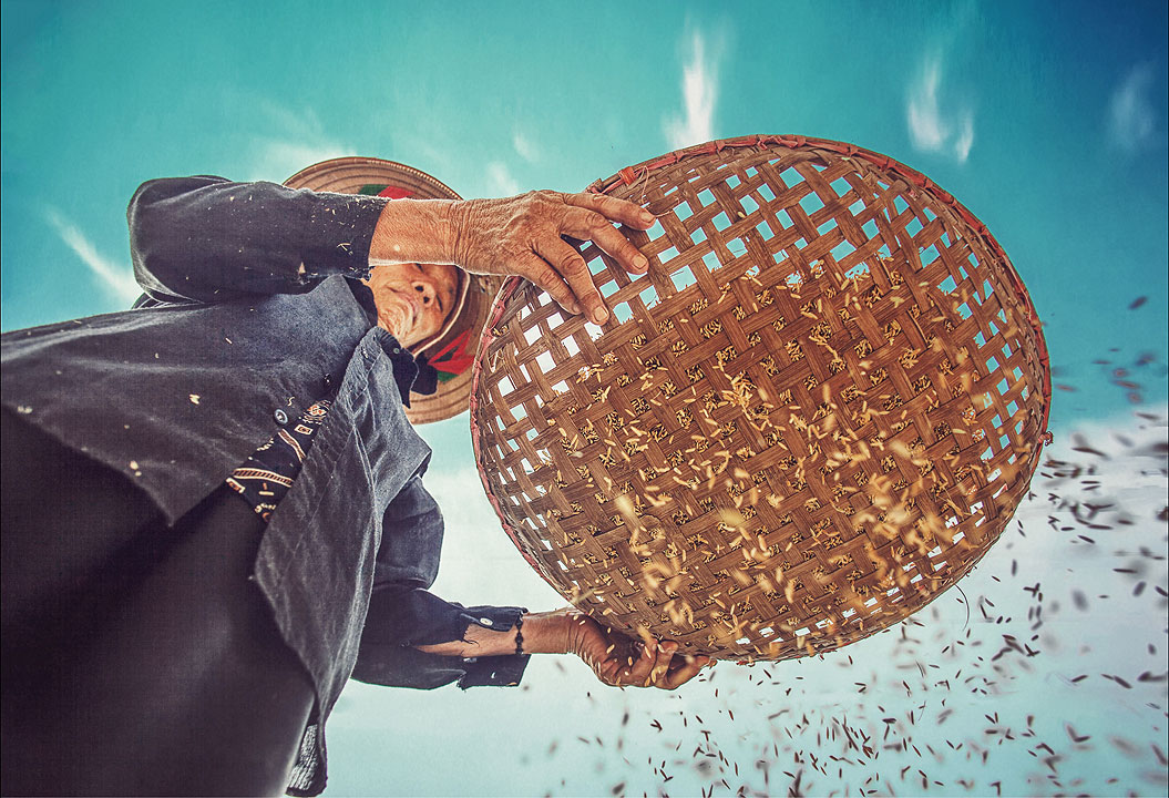 asian-farmer-rice
