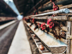 Invasive mussel species deemed viable ingredient in poultry, animal feed