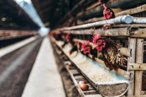 Invasive mussel species deemed viable ingredient in poultry, animal feed