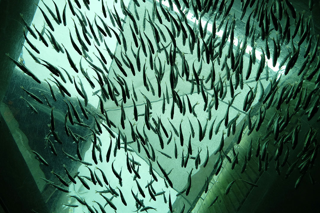 fish