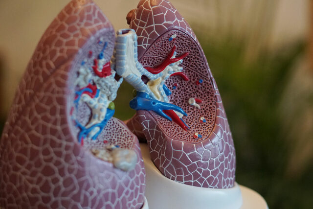 lungs