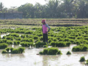 Higher crop insurance budget tapped for expanded coverage