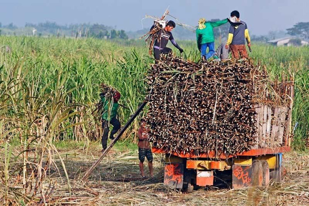 sugar-workers