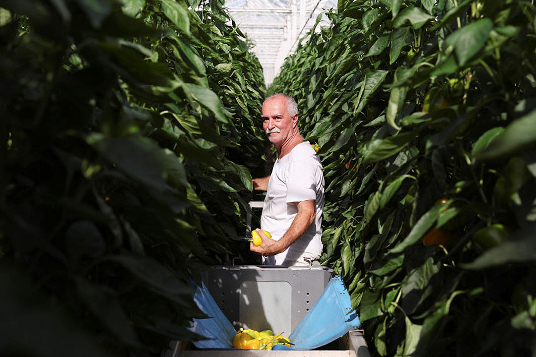 Employee picks peppers at a greenhouse in Grubbenvorst