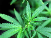 Brazil agriculture agency plans long-term research into cannabis cultivation