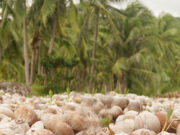 Axelum Resources sees strong demand this year