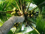 DTI pushes coco ventures to boost local, global demand