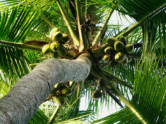 PHL agri exports grow 21.5% in November