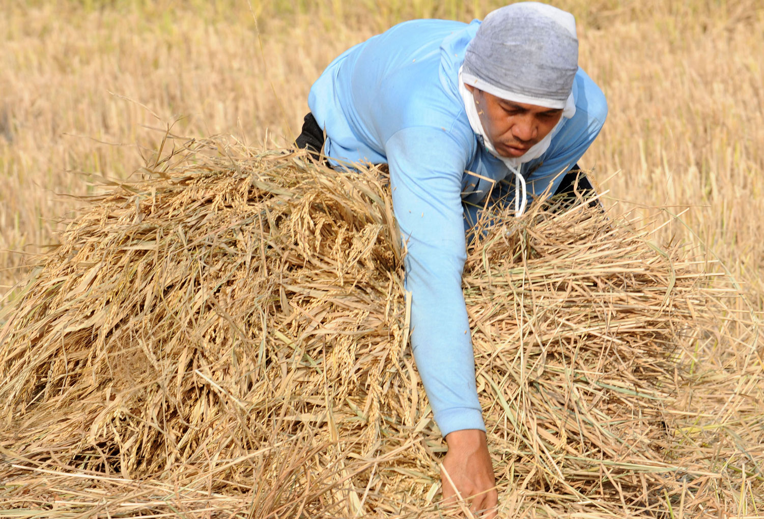 farmer-harvest-rice-field
