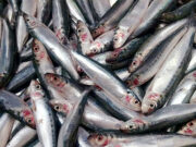 Zamboanga, Visayas closed season starts for sardine, mackerel species