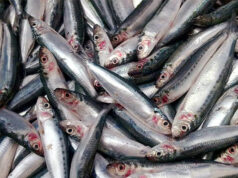 Zamboanga, Visayas closed season starts for sardine, mackerel species
