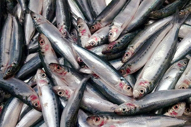 Sardine shortage projected as migration patterns disrupted by changing